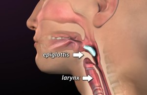 epiglottis picture location