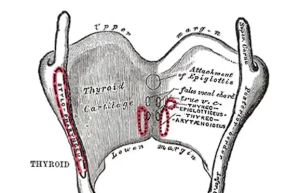 thyroid cartilage picture diagram